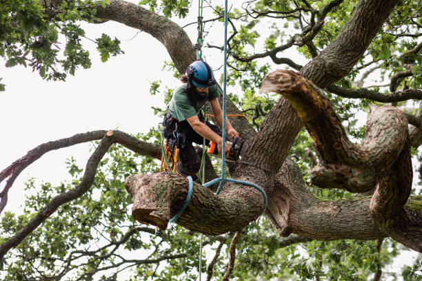 Professional Tree Care in St Andrews, SC