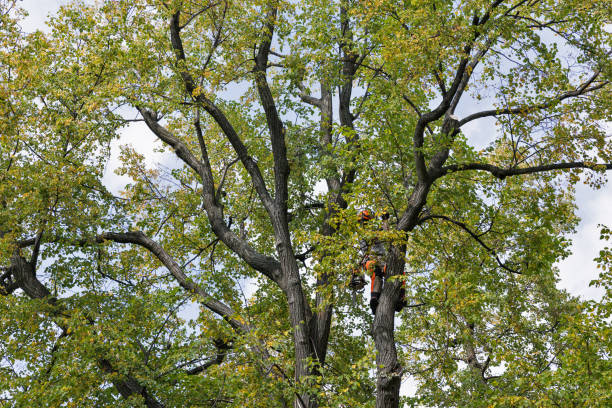 How Our Tree Care Process Works  in  St Andrews, SC